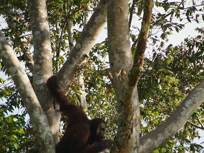 Wild orang utan, Sukau (6)